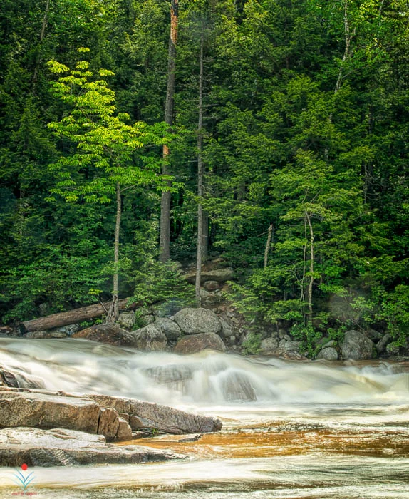Tree Glow at the Lower Falls - WMNF.jpg