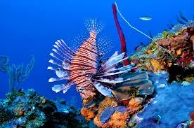 Lion Fish.jpg