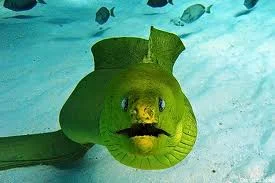 Green Moray 2.jpg