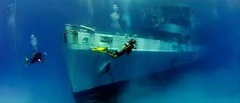 Kittiwake5.jpg