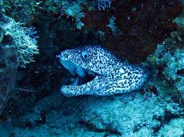 Spotted Moray 1.jpg