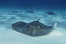Sting Ray 1.jpg