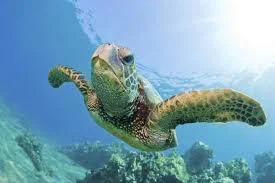 Turtle 1.jpg