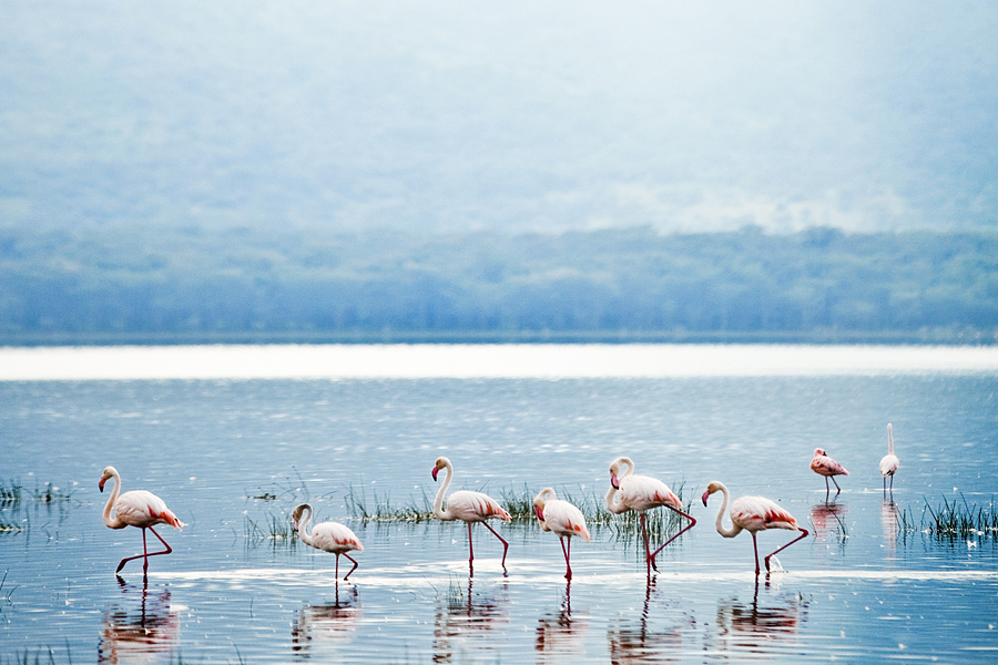 flamingos-of-nakuru_12949542483_o.jpg