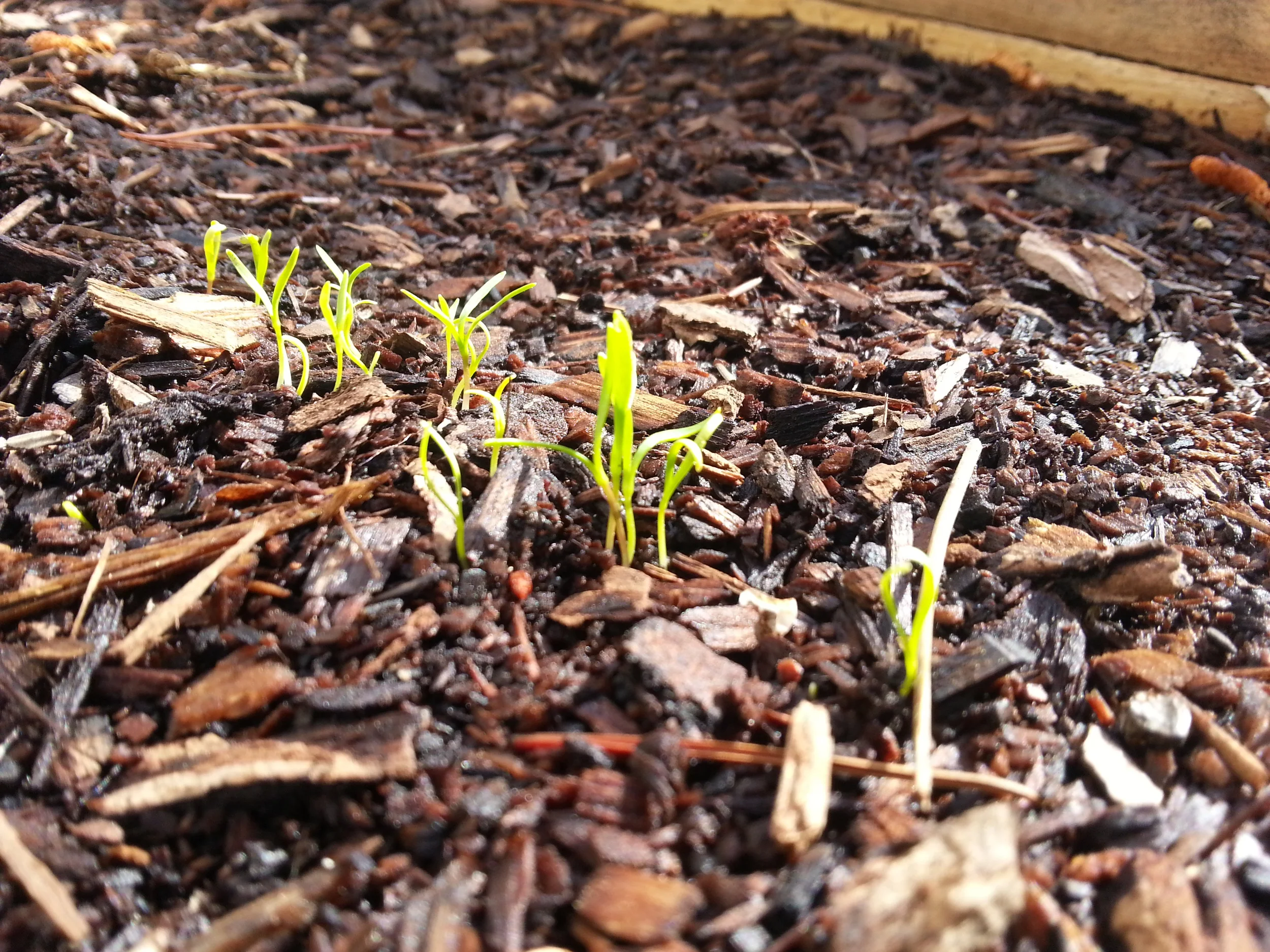 Carrot sprouts. 