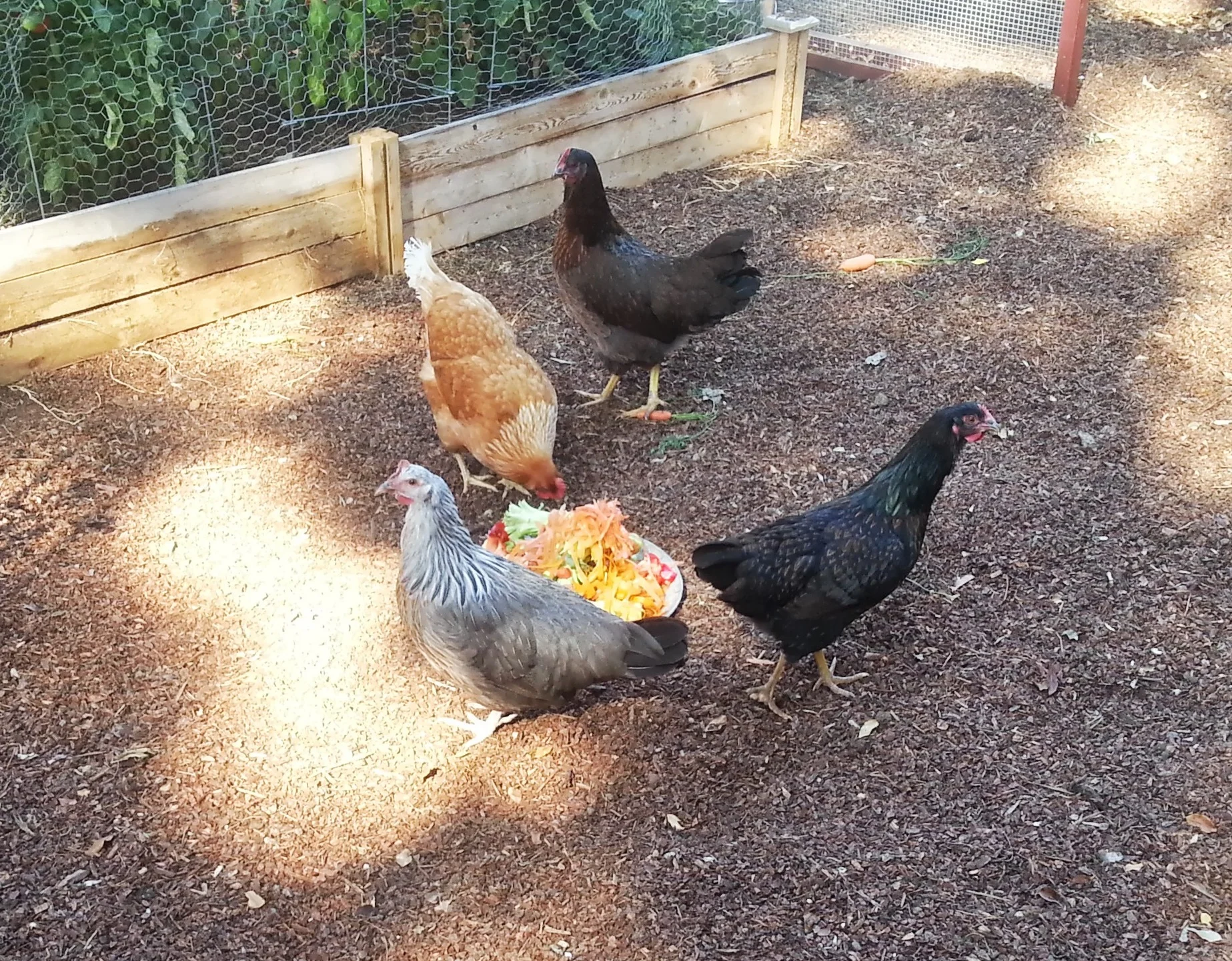 CHICKENS! We get at least one egg per day. 