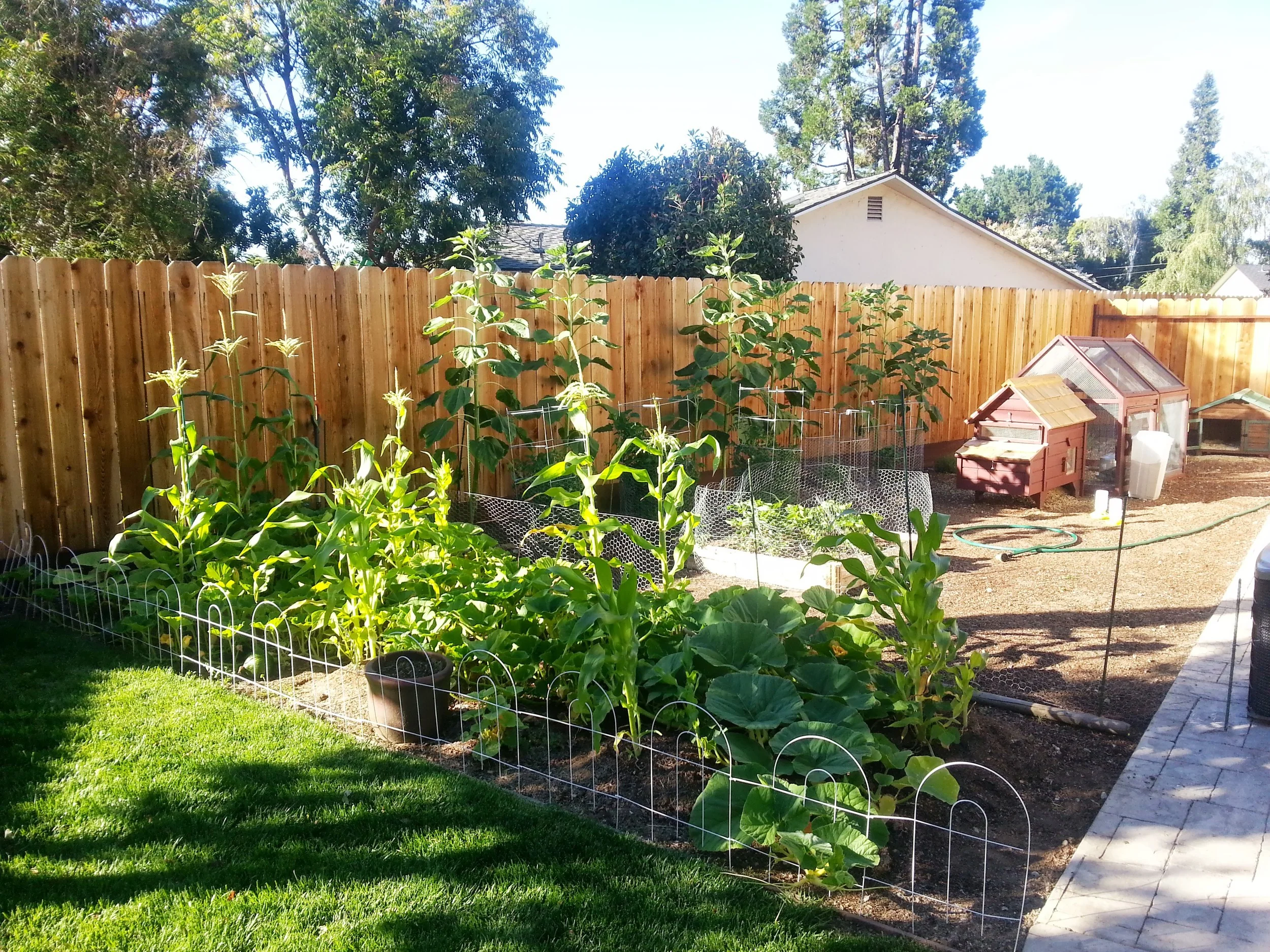 They say chickens are flightless birds, but it turns out this fence was not high enough.