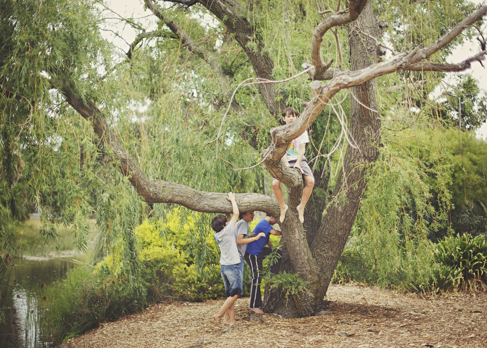 UP the tree!