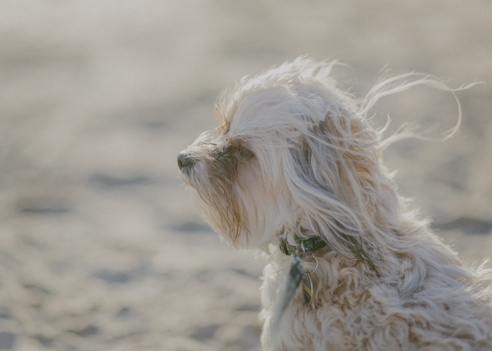 Our dog down at the beach