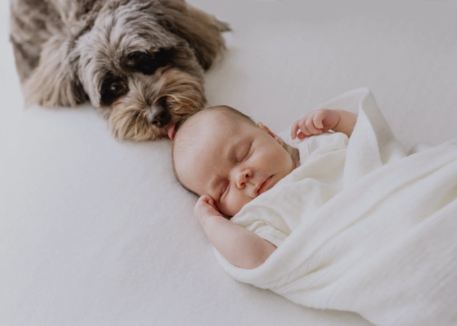 Newborn Photography with family pet