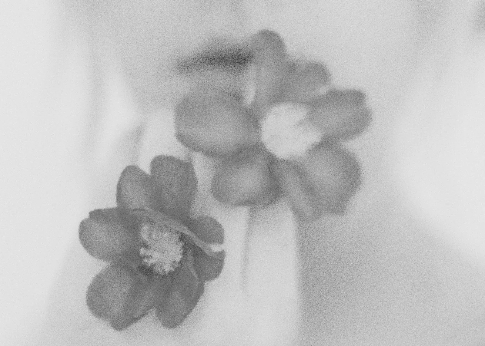 Floral portraits