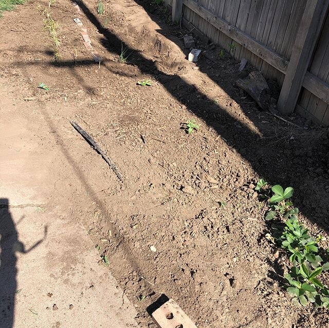 #victorygarden everything is in. 🌽 🍅 🌶 🧅 sqaush 🥒 radish c u in august. ✌🏽 o ya 🍓 have a good week gang. One day at a time