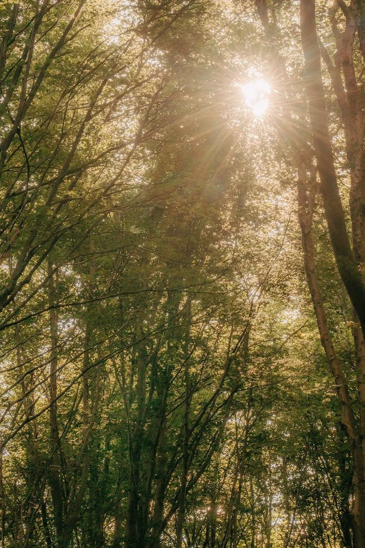 zon die door de bomen schijnt