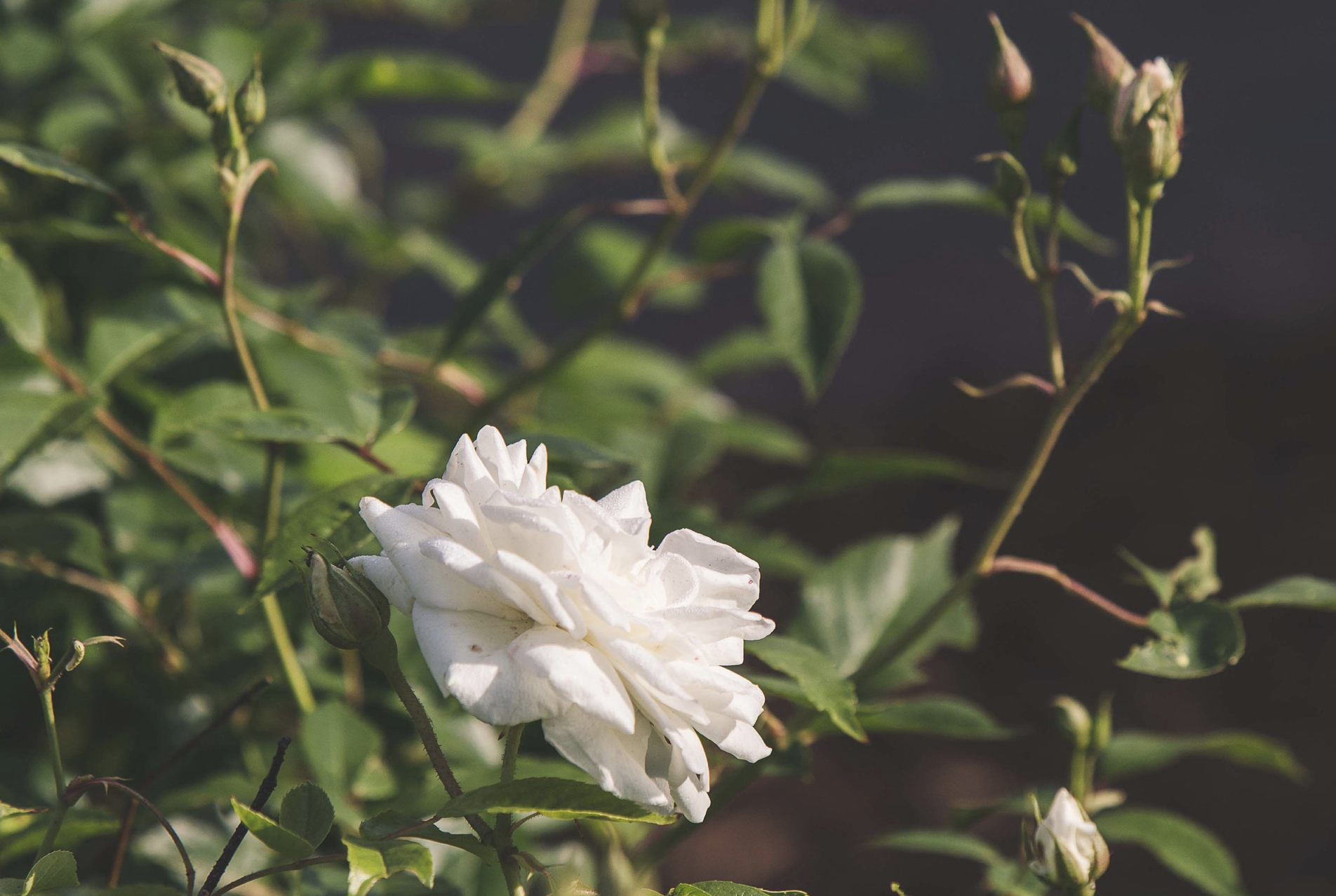 close-up van bloemen