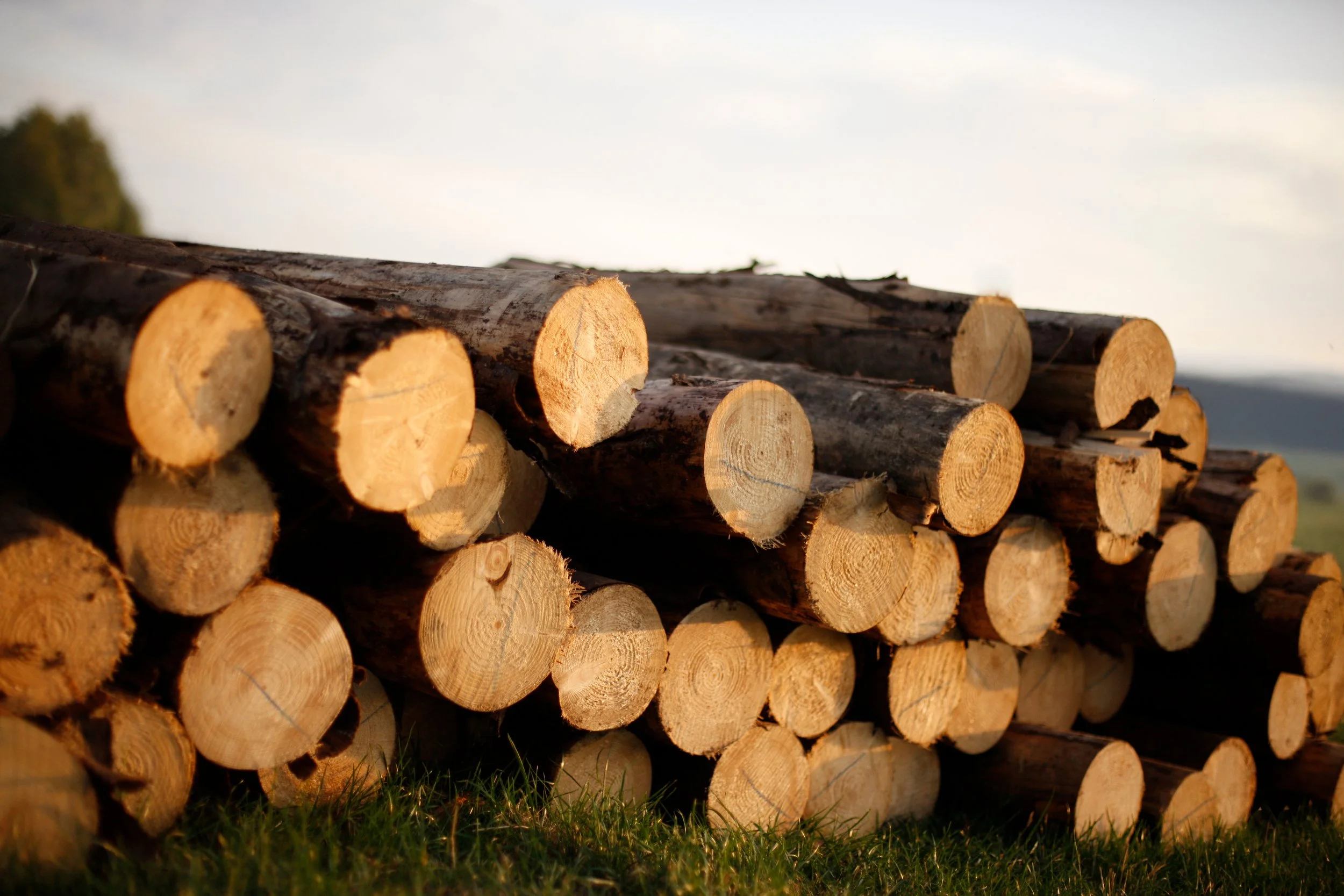 sfeerbeeld van boomstammen