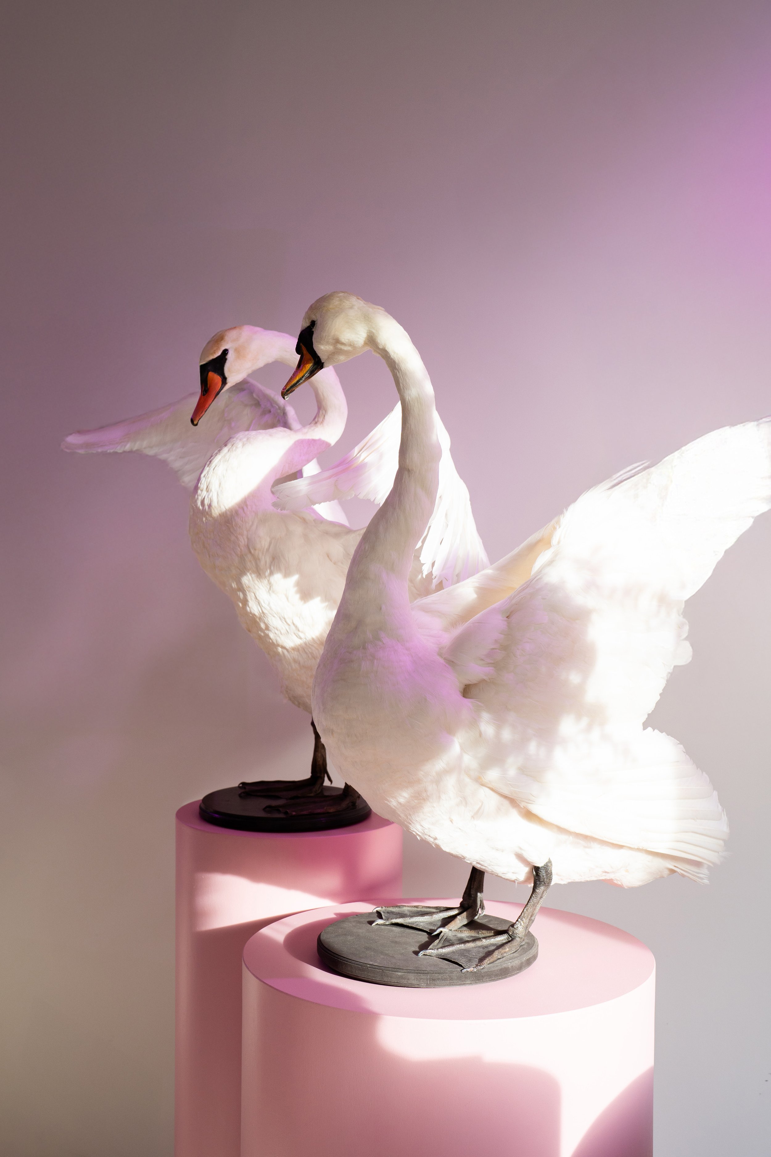 zwanen als decoratie tijdens een bridgerton event