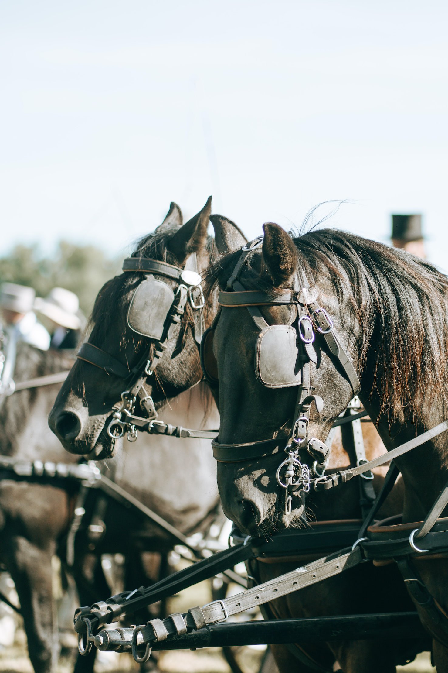 detailbeeld van paarden