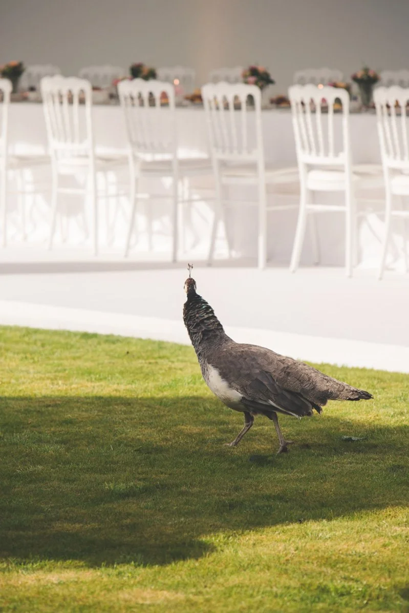 vogel die rondloopt in tuin