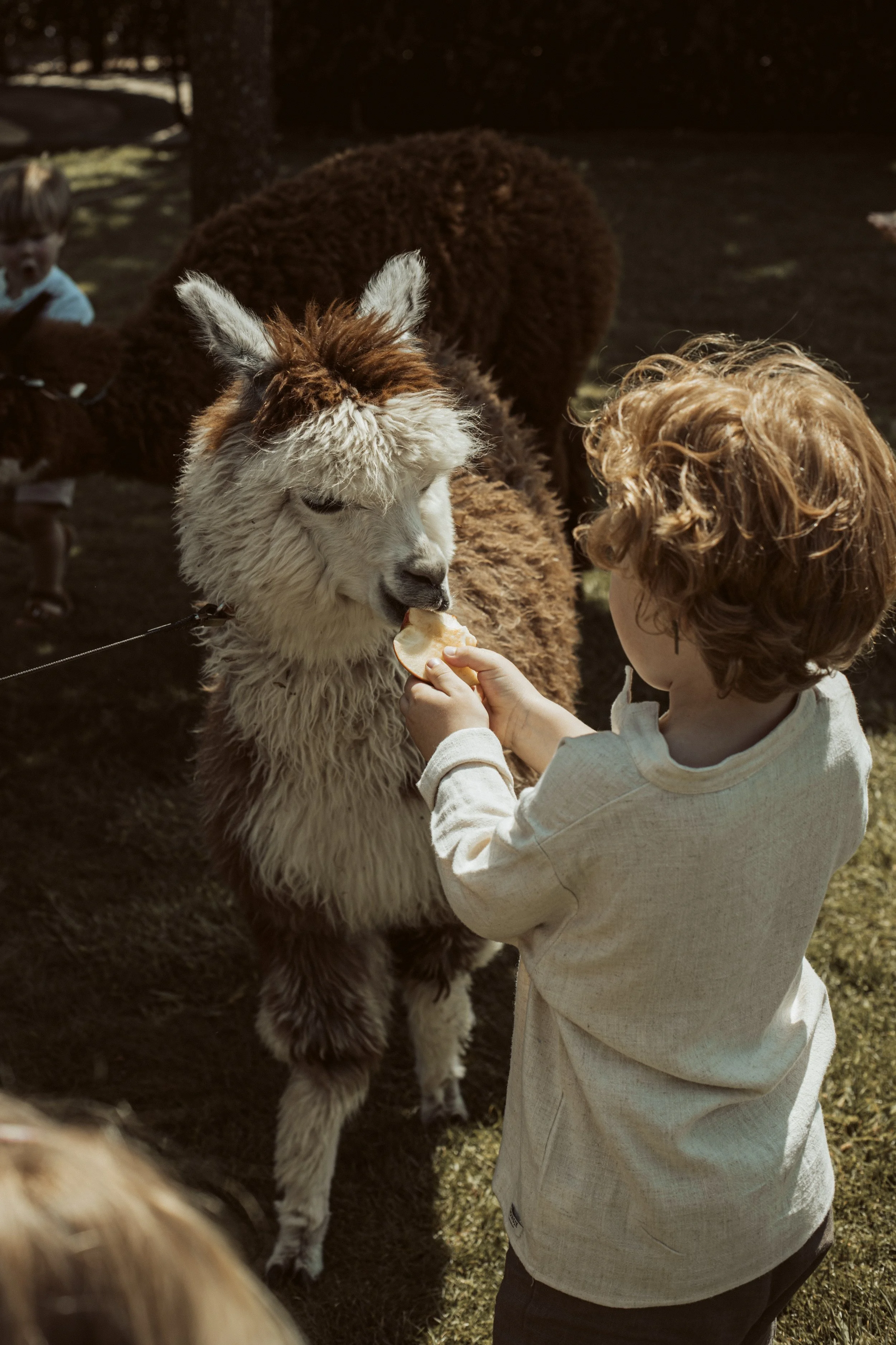 kindje die lama eten geeft