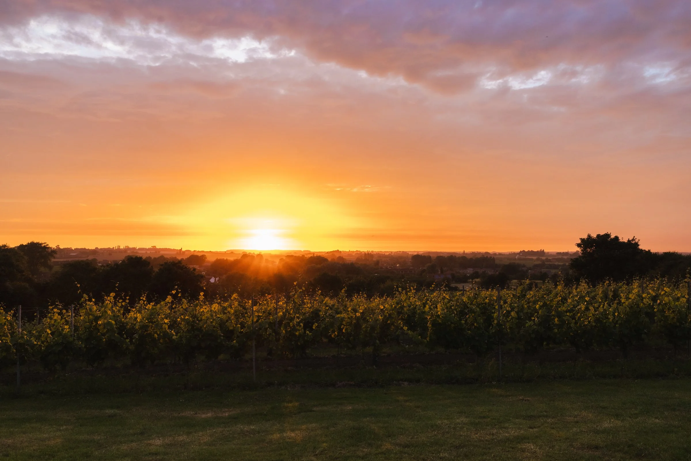 uitzicht vanuit wijndomein