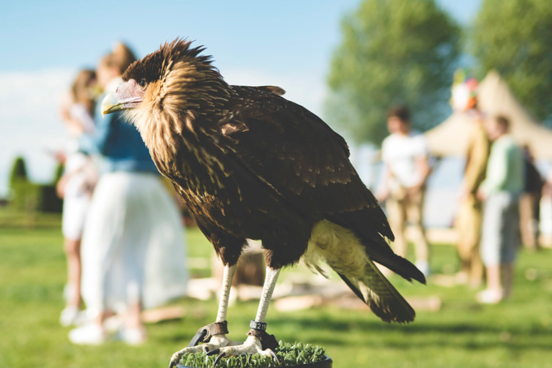 vogel als entertainment
