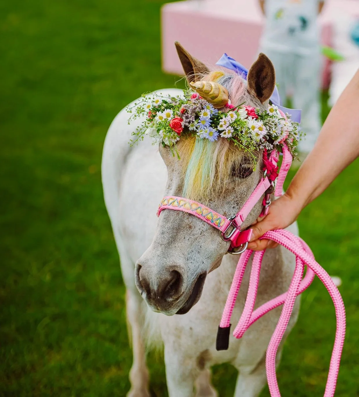 paard verkleed als unicorn op communiefeest