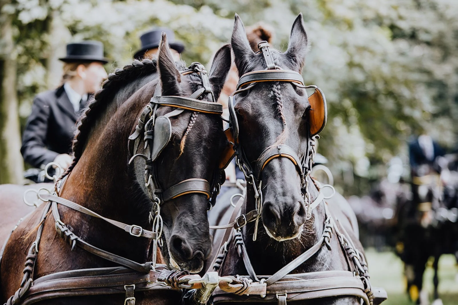 paarden bij ceremonie in de tuin