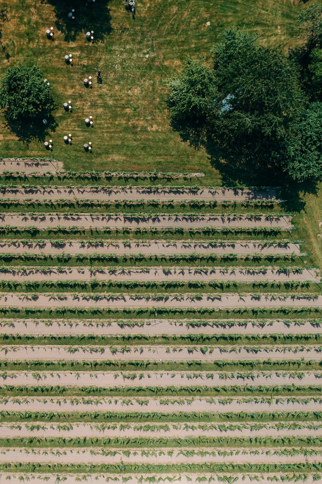 overzicht van feest bij een wijndomein