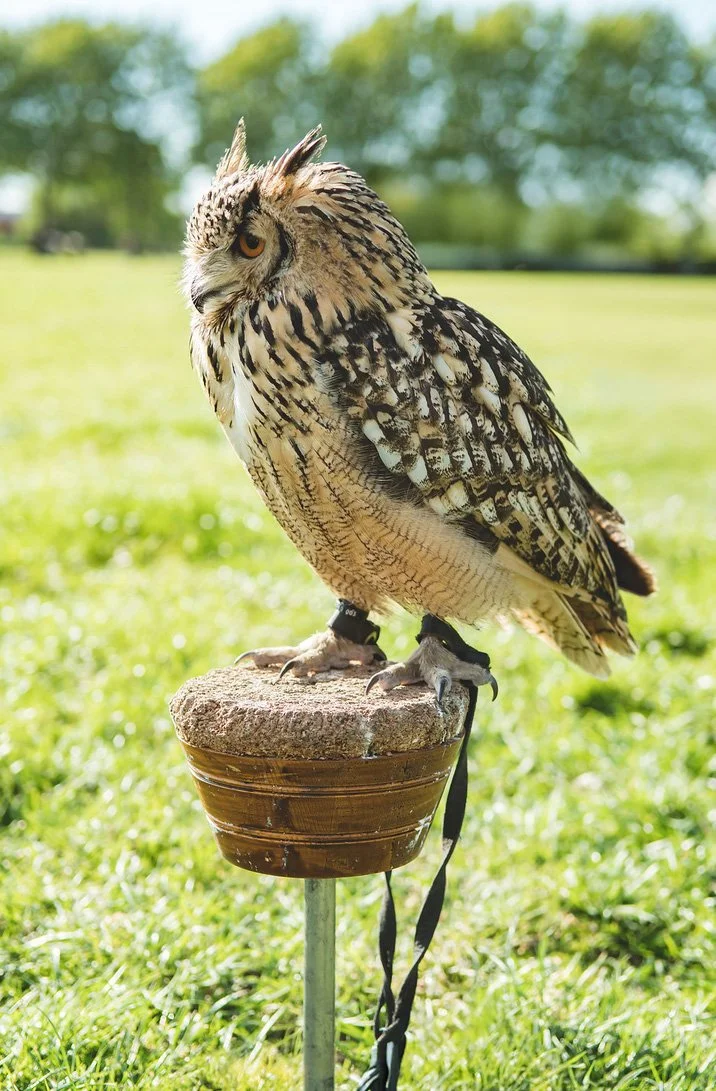 vogel als act op boho party