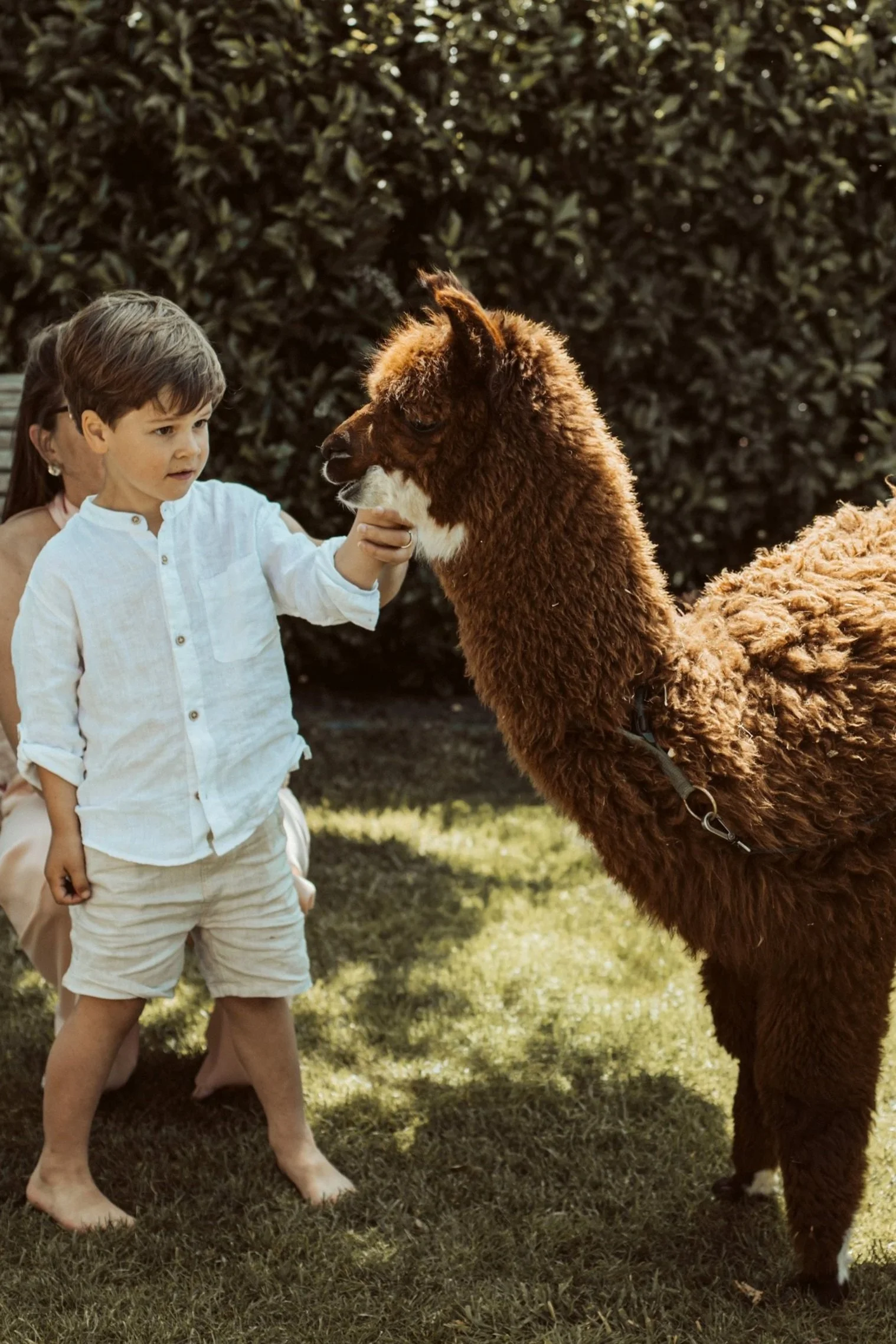 lama strelen op private event