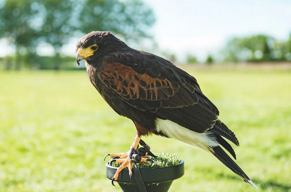 vogel als entertainment