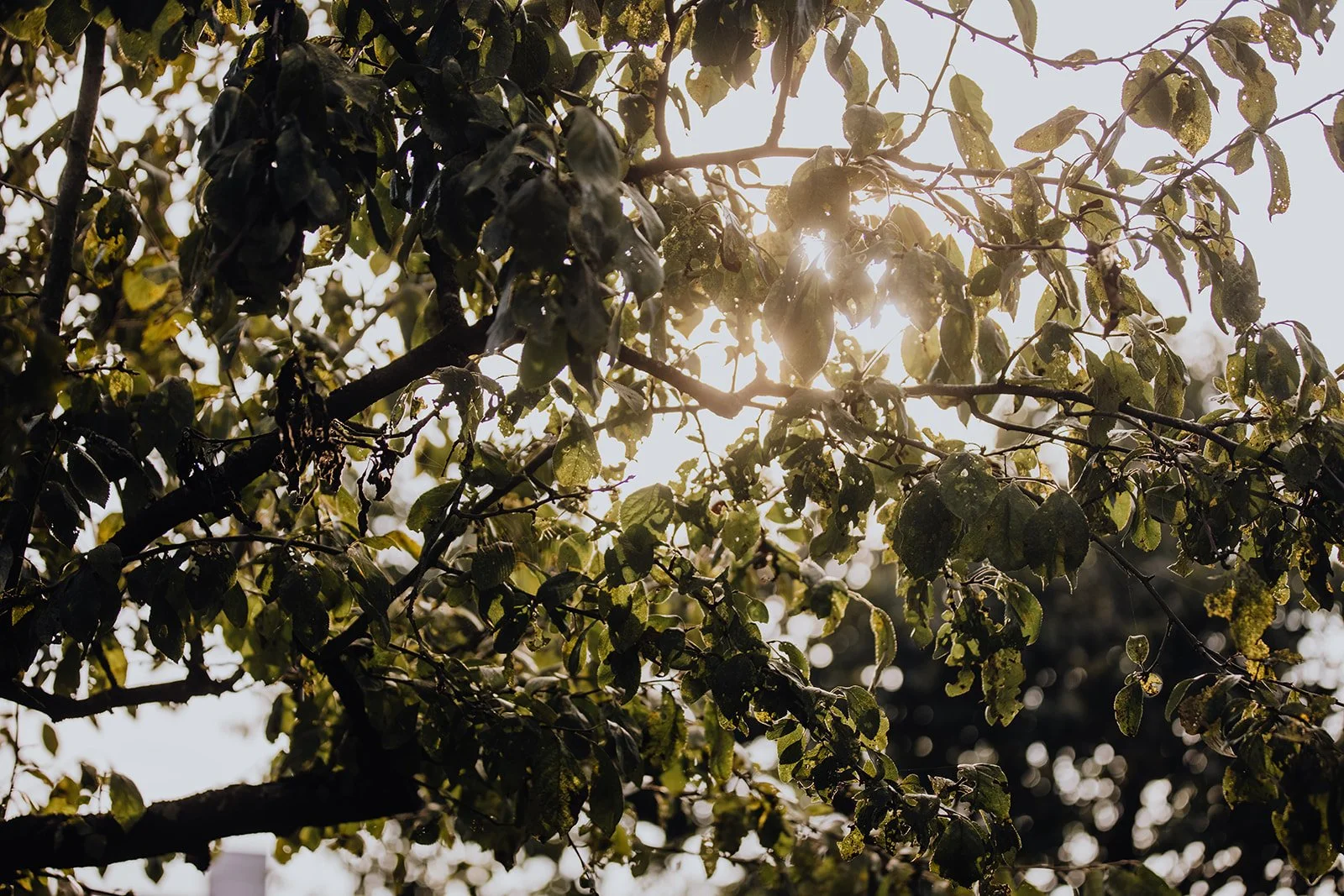 zon die door de takken van de bomen schijnt