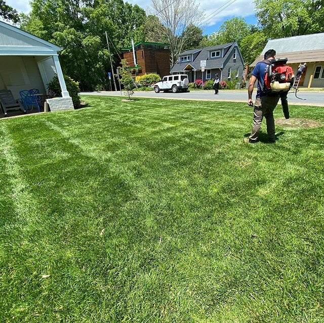 Our professional Wilfredo putting down a nice pattern and blowing/dispersing clumps after #charlottesville #charlottesvillelandscaping #cville #cvillelocal #iheartcville #cvilleva #lawncare #cvillebiz #charlottesvillelawncare #cvillebusiness #stripes