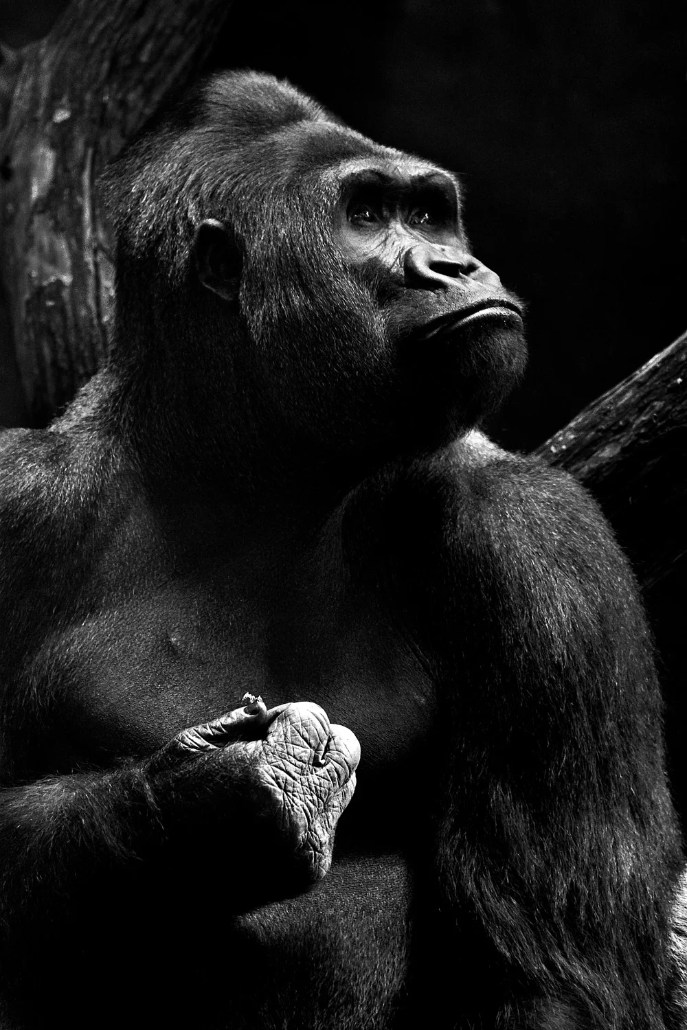 ApeThinker_Web.jpg