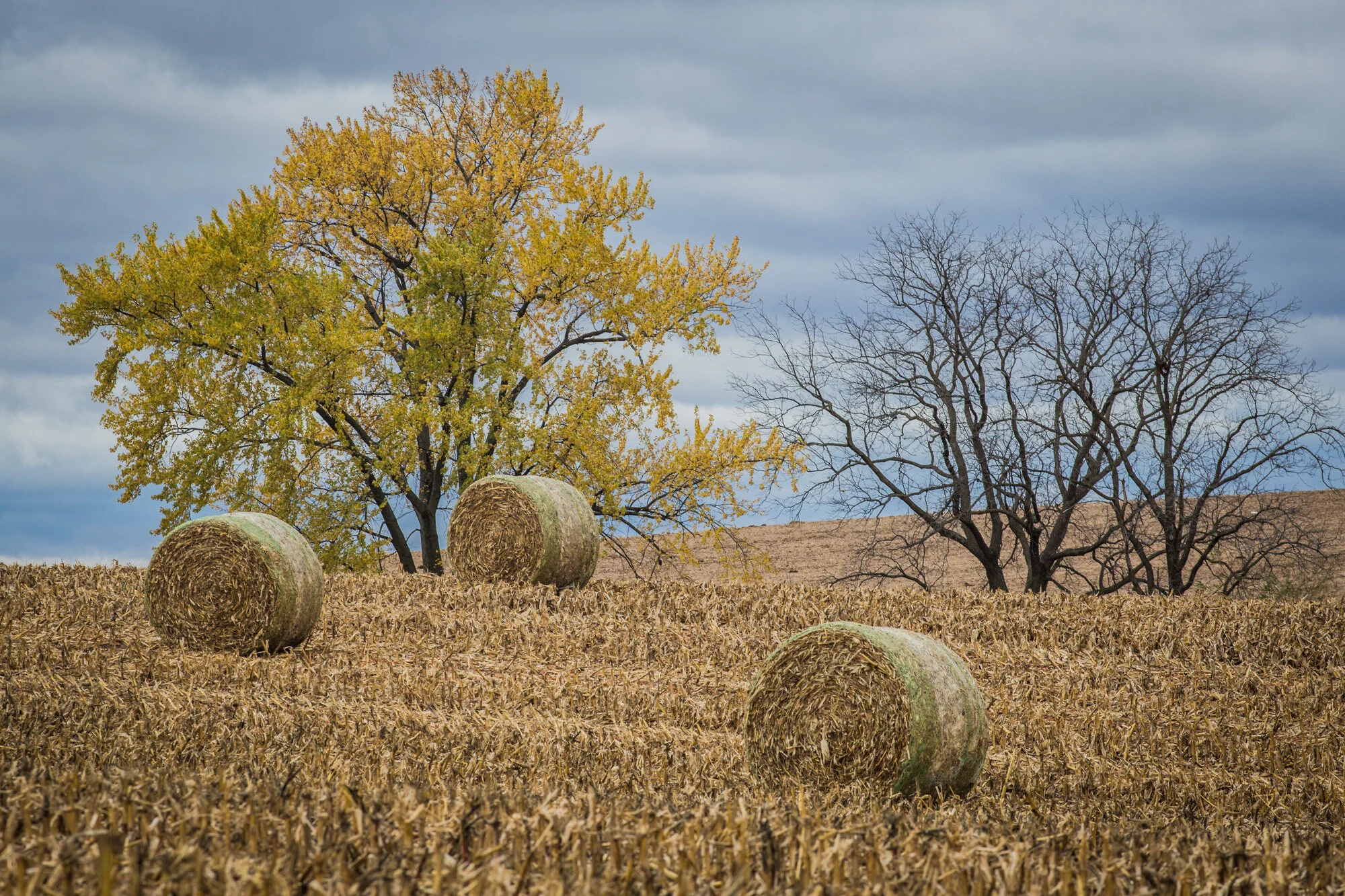 151031_MonroeLandscape_B1A9969_Website.jpg