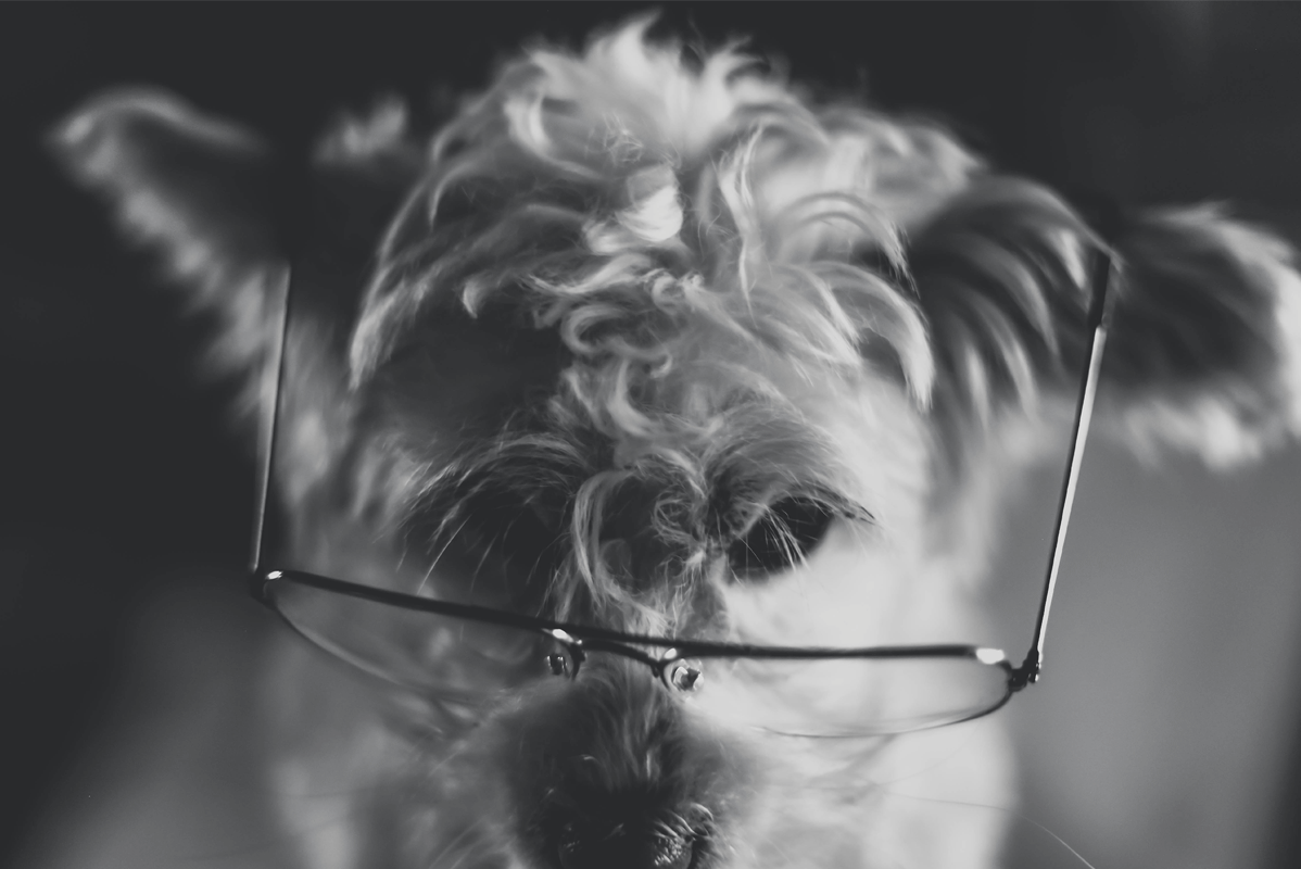 Dog_with_Glasses.png