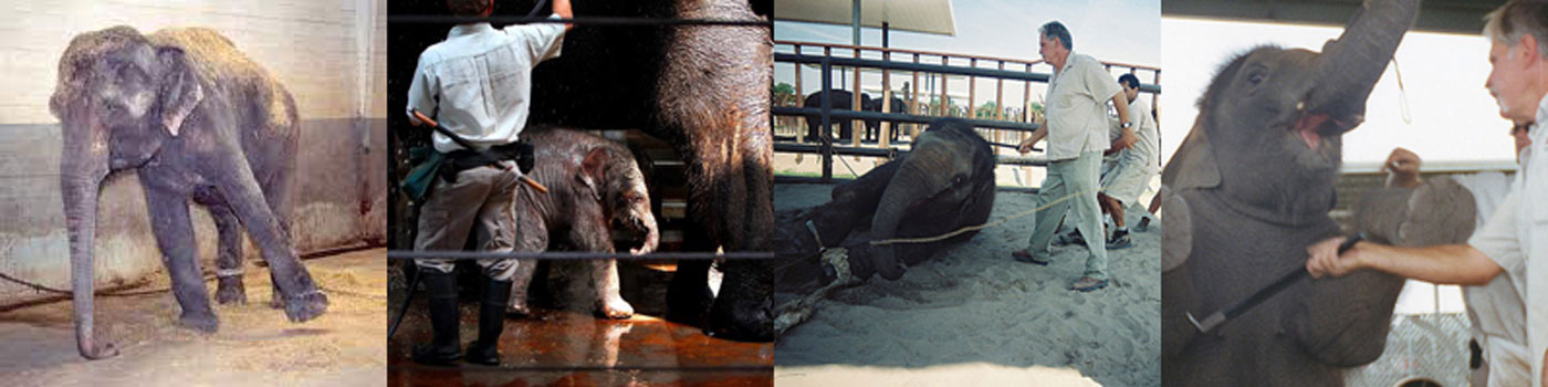 3.elephant-pics-from-net.jpg