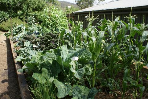veg_garden_large.jpeg