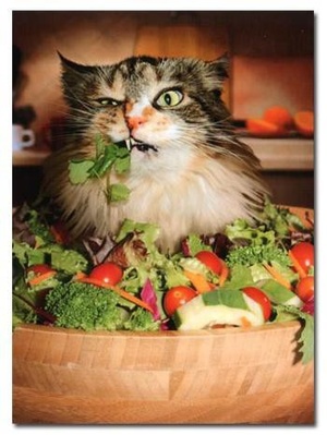 “Human DNA is 98% exactly the same as Chimpanzee, we have not evolved to eat such a rich diet of meat, chicken, fish, dairy, eggs, processed oil, lots of salt, sugar, refined carbohydrates all the time.. Our anatomy is herbivore not omnivore. Cats eat grass but they does not make them vegetarian. ”