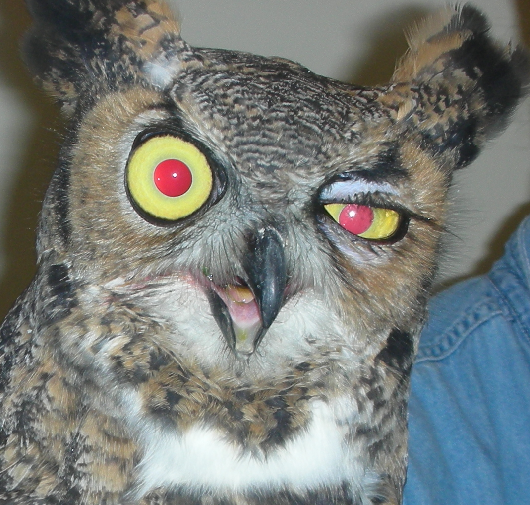 Great Horned Owl - indolent ulcer