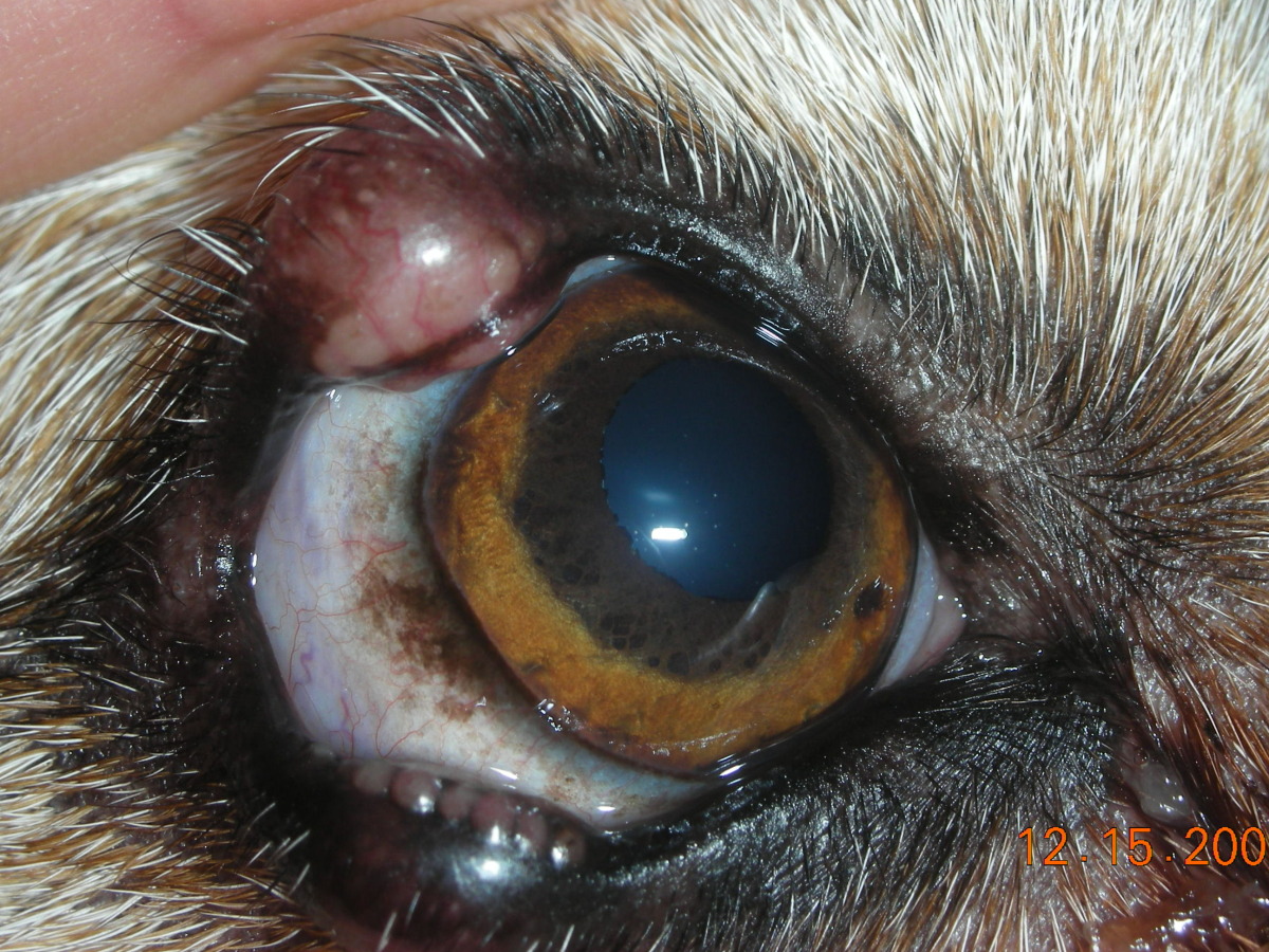 Canine Granulomatous Blepharitis