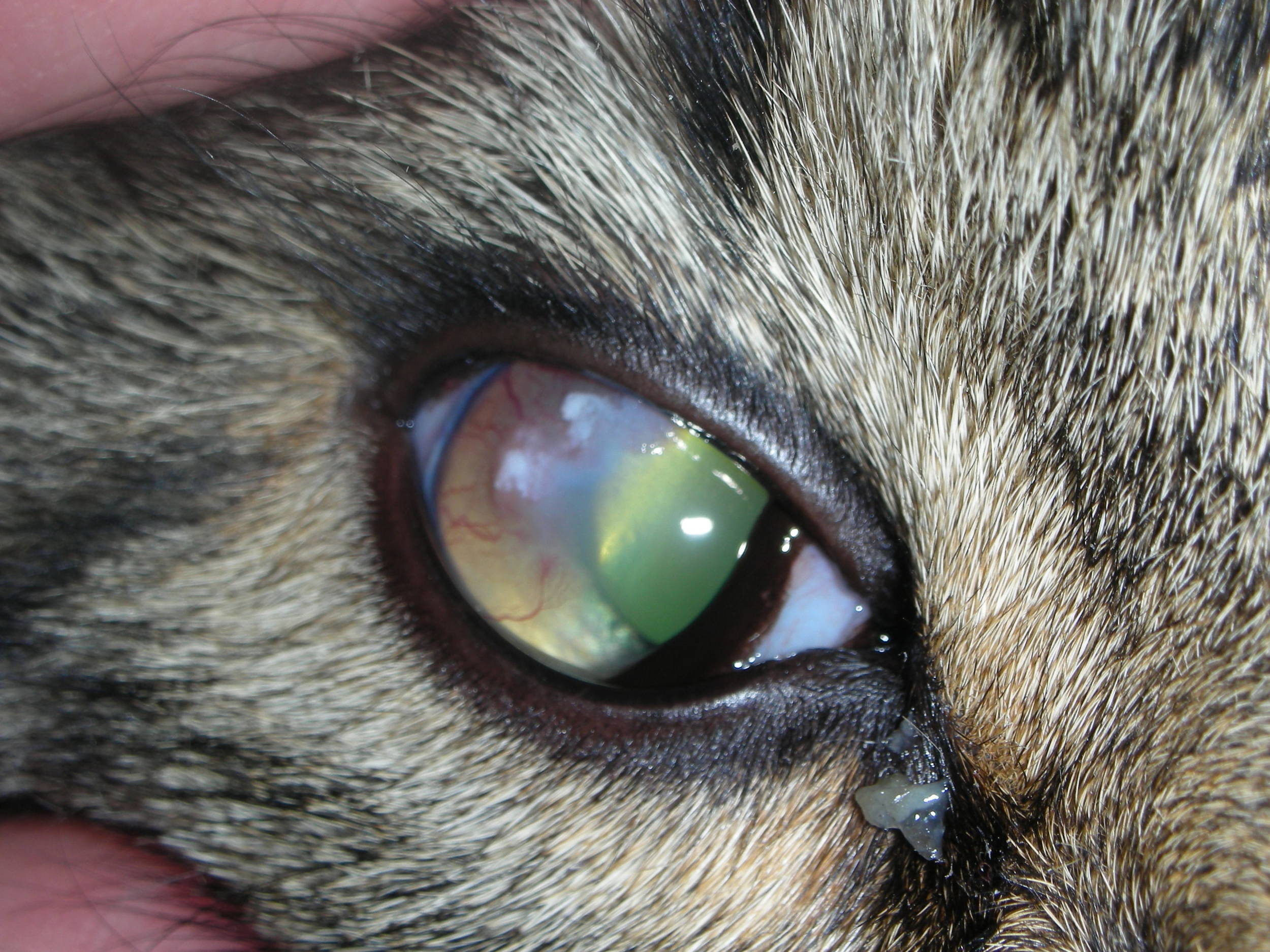 Feline Eosinophilic Keratitis