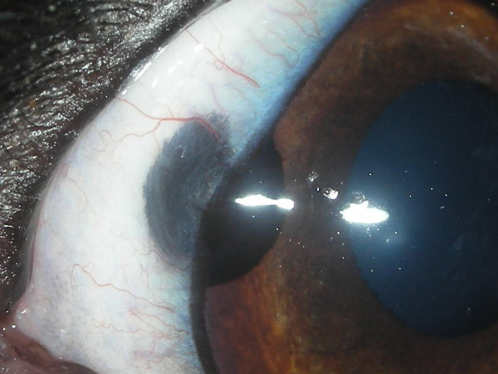 Canine Limbal Melanocytoma