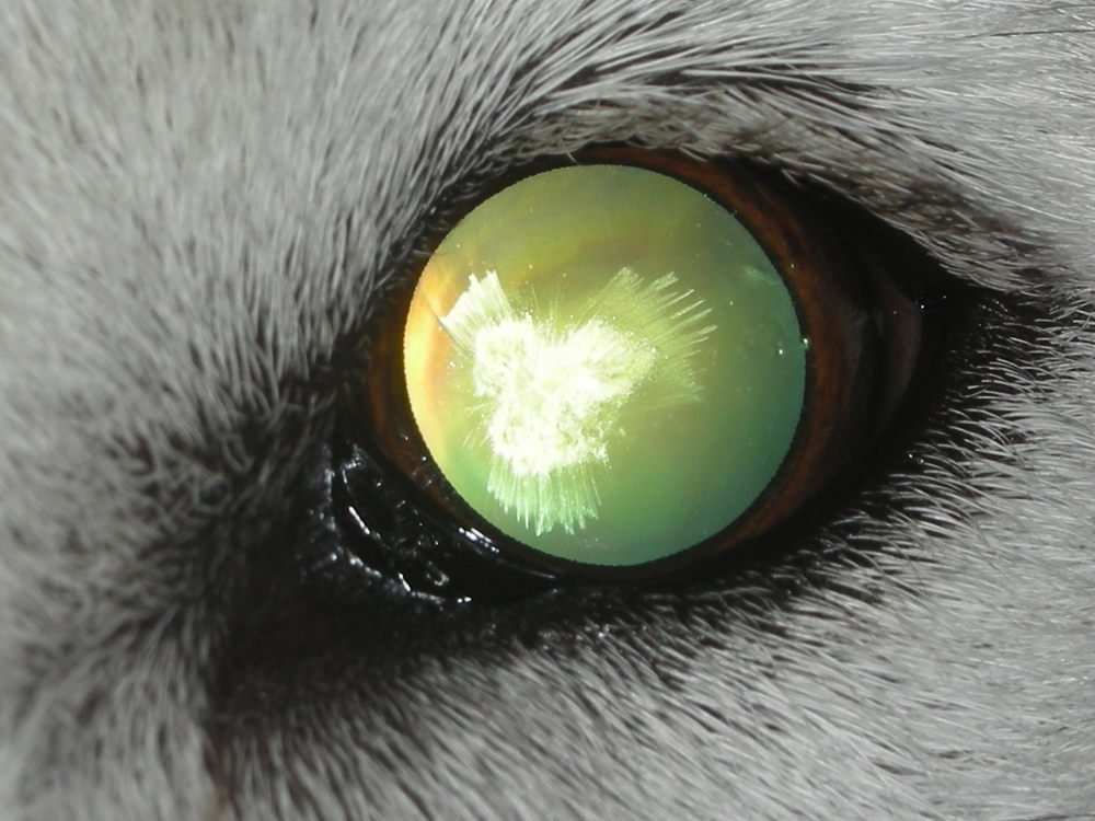 Iris Atrophy - Eye Care for Animals - Eye Care for Animals