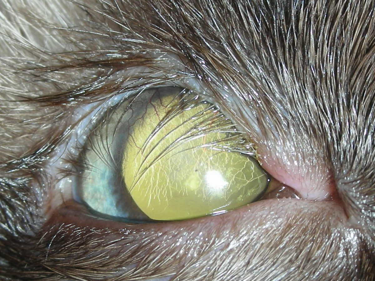 Feline Eyelid Agenesis