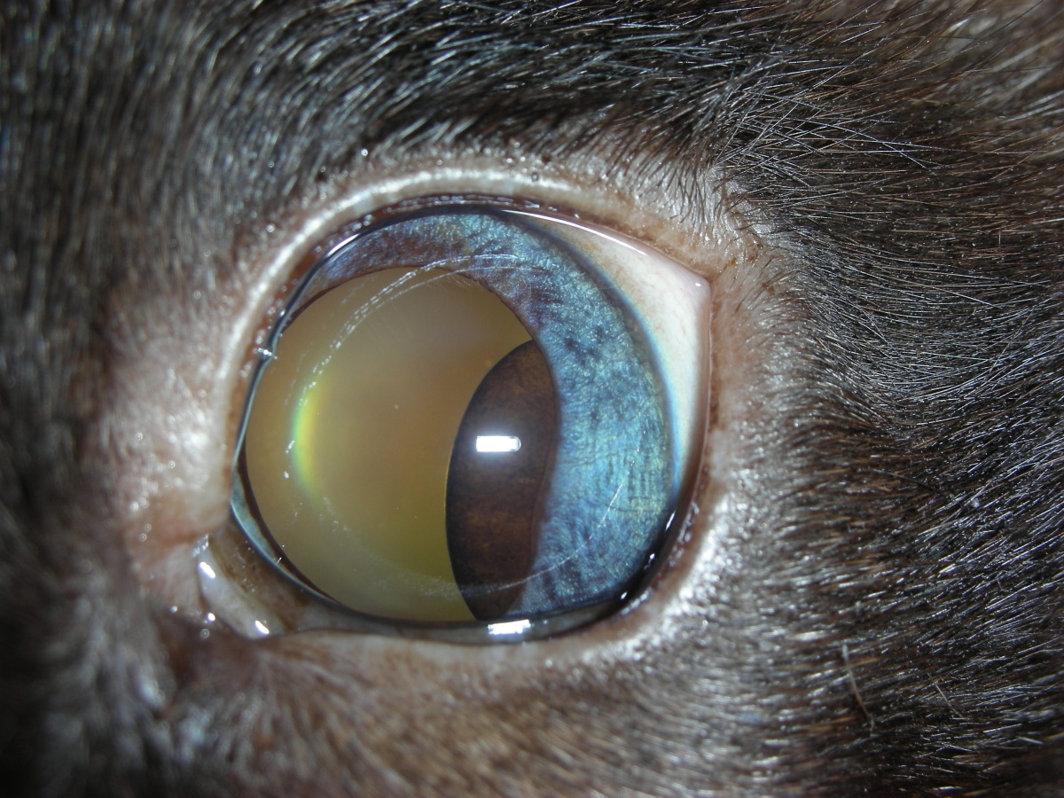 Uveal Cyst - feline