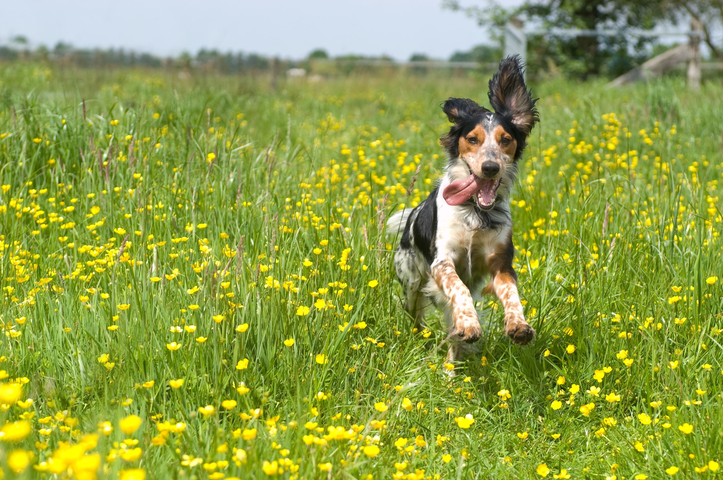 toys for blind dogs