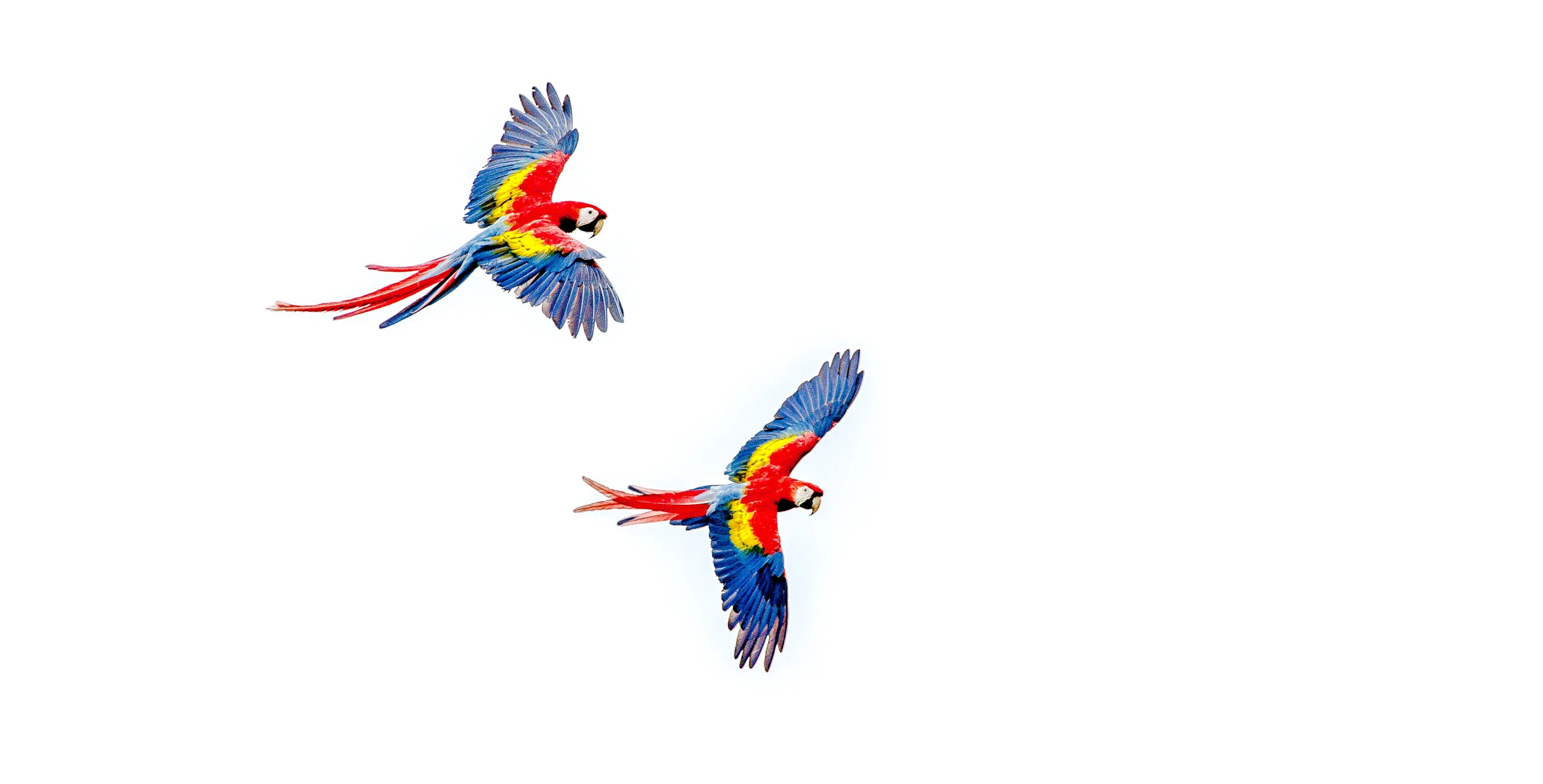 Scarlet Mcaws in flight.jpg