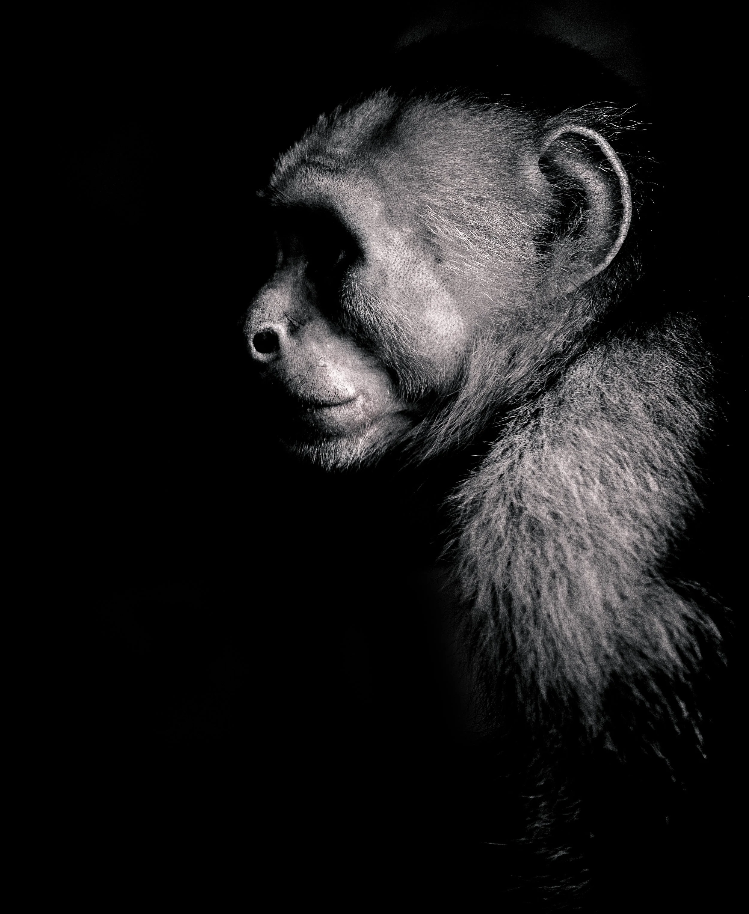 Monkey portrait.jpg