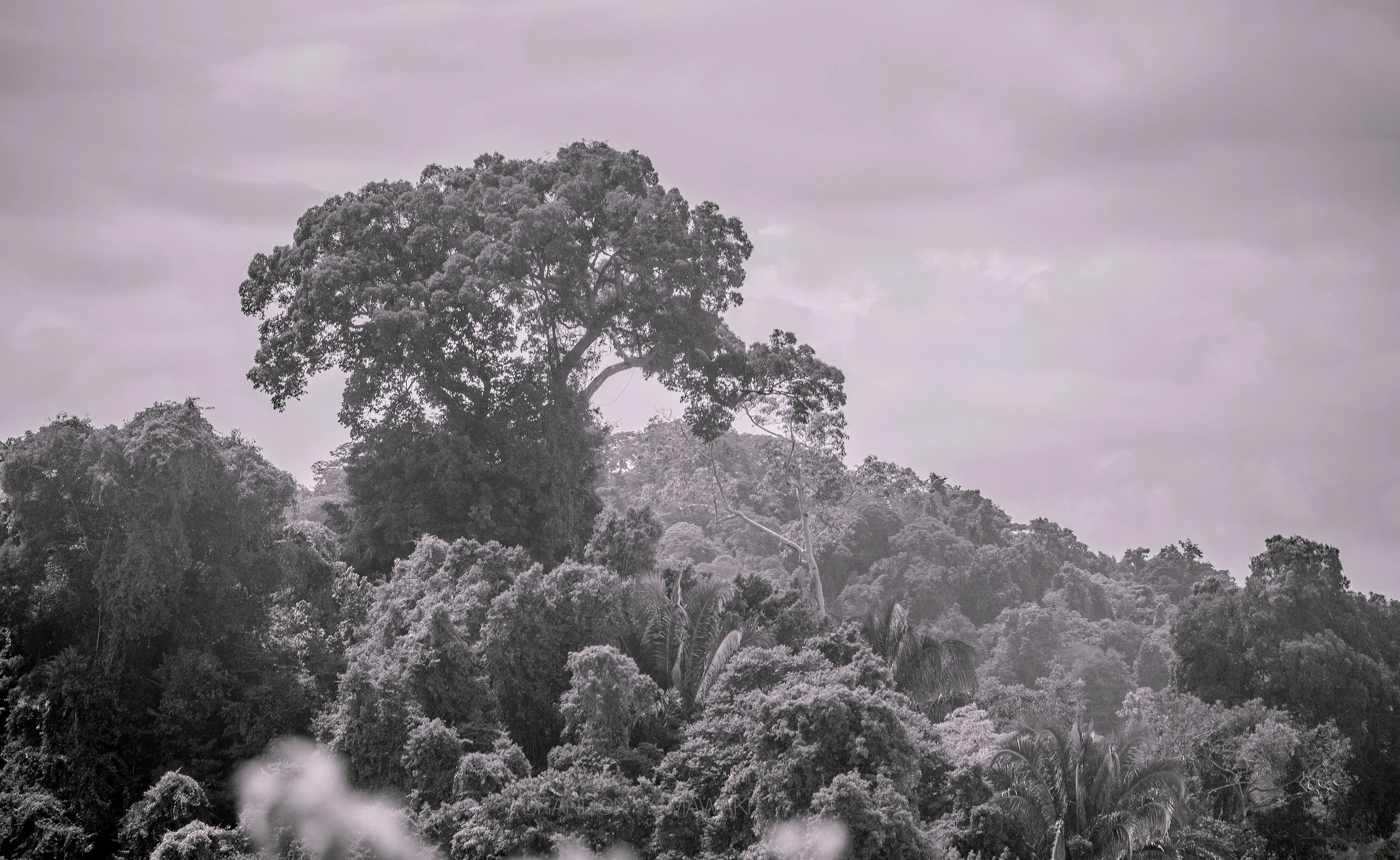 jungle.jpg